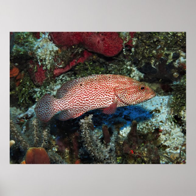 Cozumel Graysby Poster (Front)