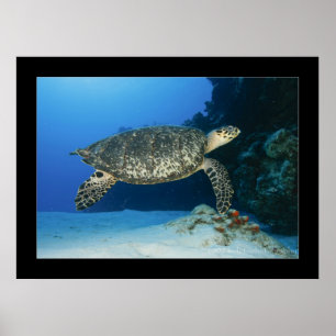 Cozumel - Hawksbill #001 Poster