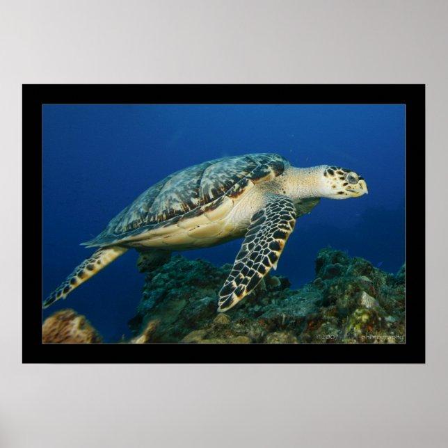 Cozumel - Hawksbill #005 Poster (Front)