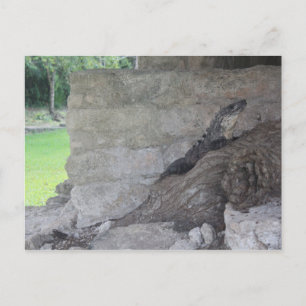 Cozumel Lizard Postcard