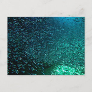 Cozumel Mexico Postcard