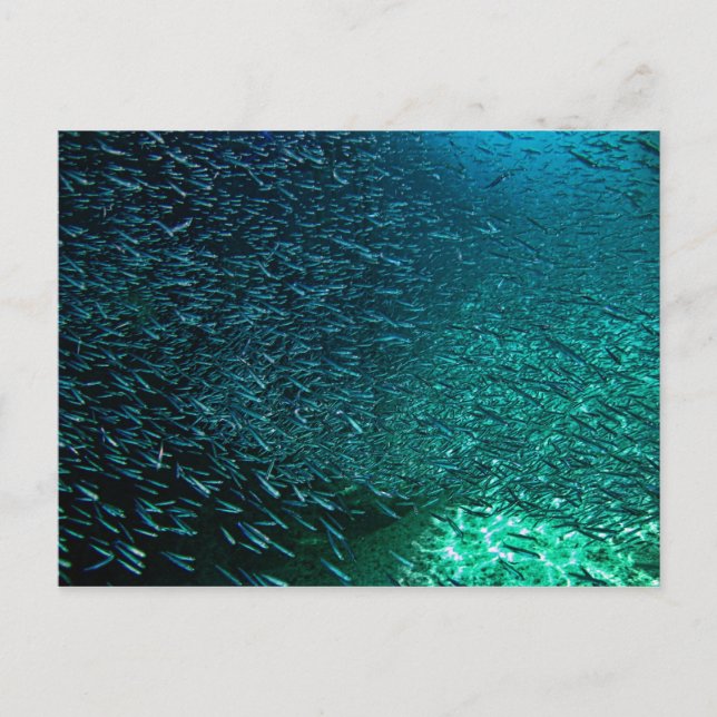 Cozumel Mexico Postcard (Front)