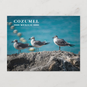 Cozumel Mexico Seagulls on Rock Holiday Postcard