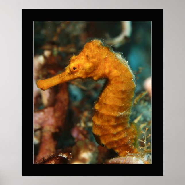 Cozumel — Orange Seahorse#2 Poster (Front)