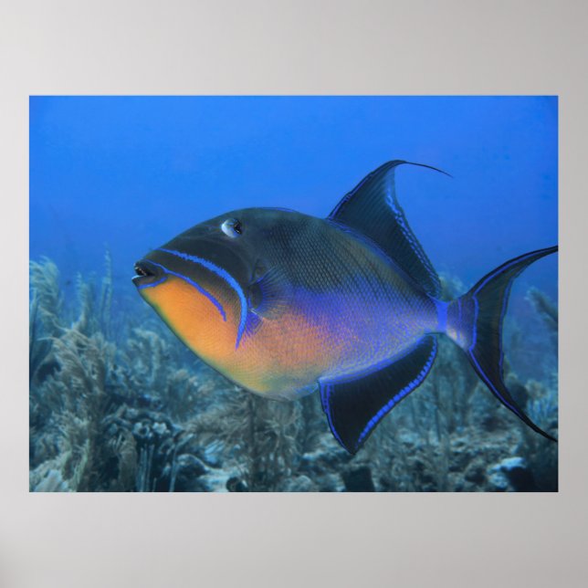 Cozumel Queen Triggerfish Poster (Front)