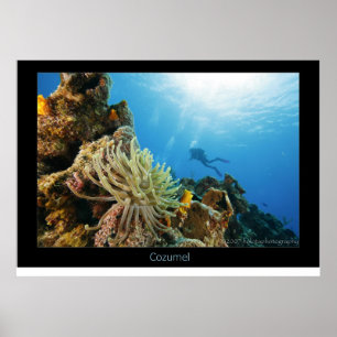 Cozumel Reef Poster