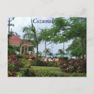 Cozumel Tropical Palm Tree Postcard