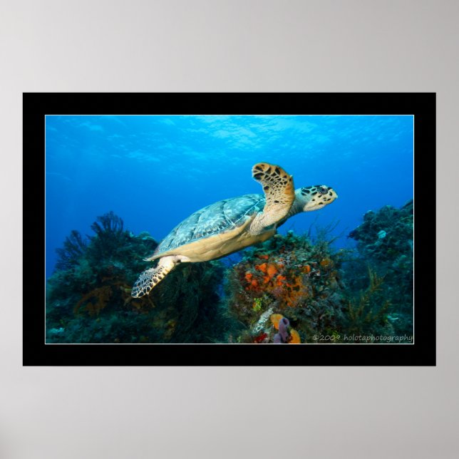 Cozumel - Turtle #5 - 11-2009 Poster (Front)