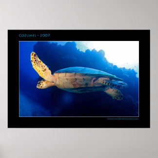 Cozumel - Turtle in the Sun Poster