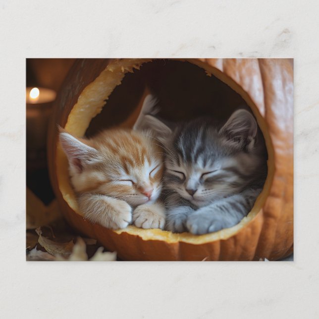 Cozy Kittens Snuggle in a Pumpkin Postcard (Front)