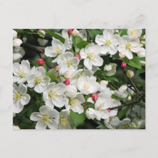 Crab Apple Blossoms are a Sure Sign of Spring Postcard
