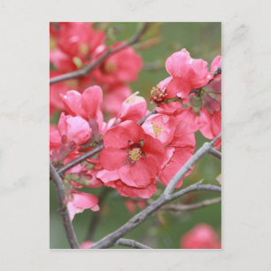 Crab Apple Blossoms Postcard