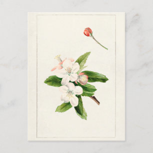 Crab Apple Flower (Malus) Watercolor Painting Postcard