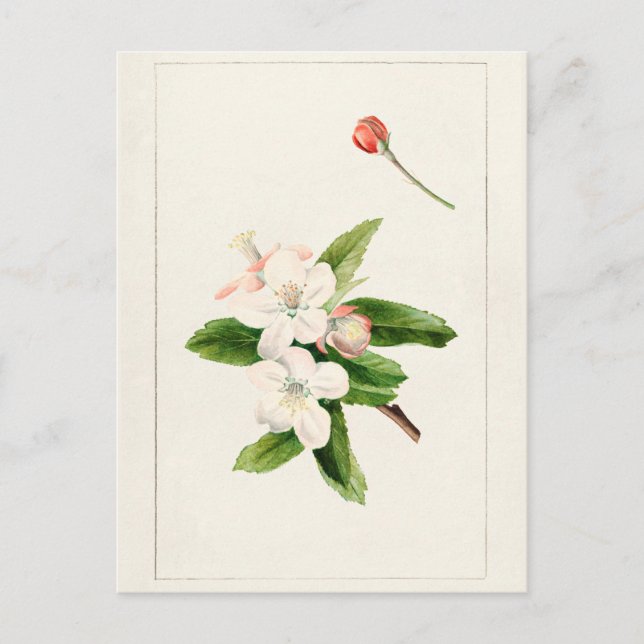 Crab Apple Flower (Malus) Watercolor Painting Postcard (Front)