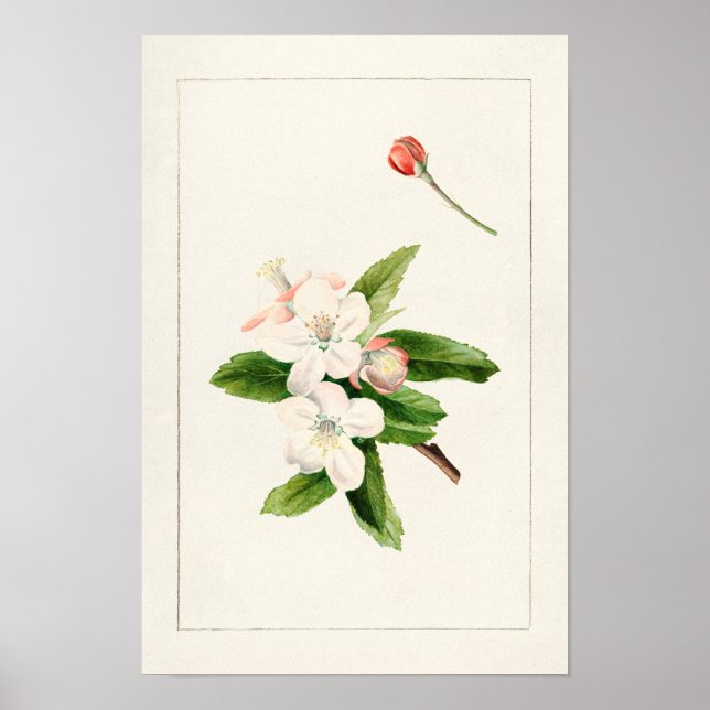 Crab Apple Flower (Malus) Watercolor Painting Poster (Front)