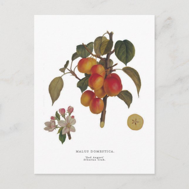 Crab apple postcard (Front)