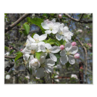 Crab Apple Tree Blossoms