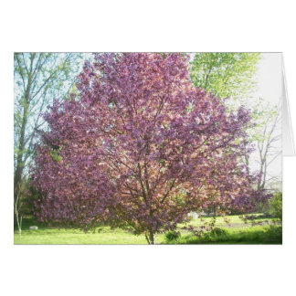 Crab-apple Tree in Bloom