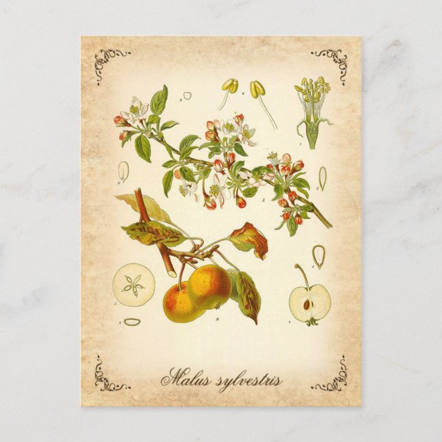 Crab apple - vintage illustration postcard (Front)
