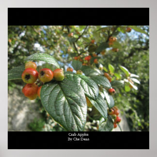 Crab Apples by Che Dean Poster