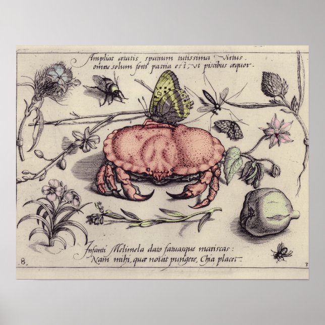 Crab Botanical Insect Flower Illustration Poster (Front)