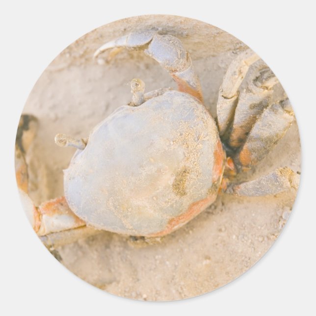 Crab Classic Round Sticker (Front)