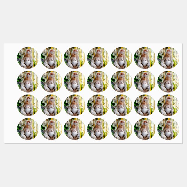 Crab-eating macaque (Sheet)