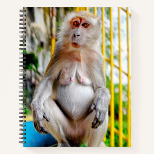 Crab-eating macaque notebook