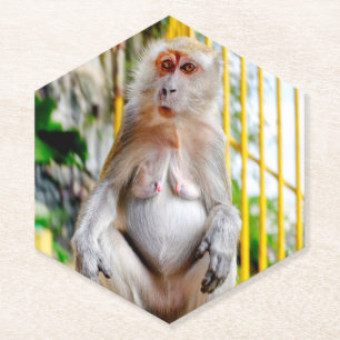 Crab-eating macaque paper coaster