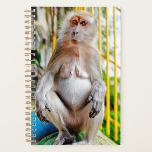 Crab-eating macaque planner