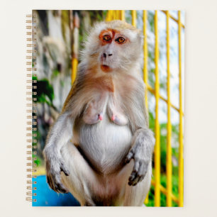 Crab-eating macaque planner