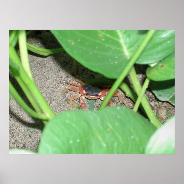 Crab hiding print (Front)