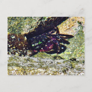 Crab Ocean Tide Pools La Jolla Cove Postcard