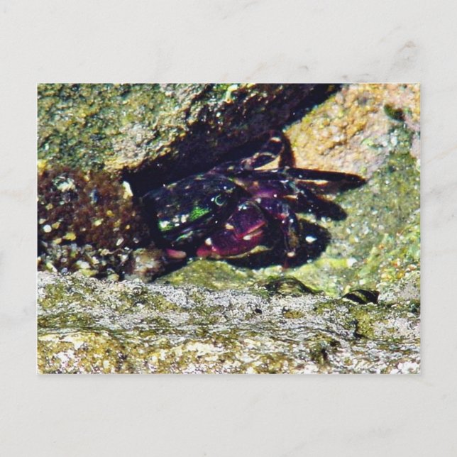 Crab Ocean Tide Pools La Jolla Cove Postcard (Front)