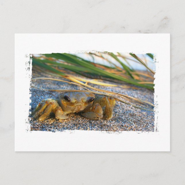 Crab on beach dune at sunset postcard (Front)