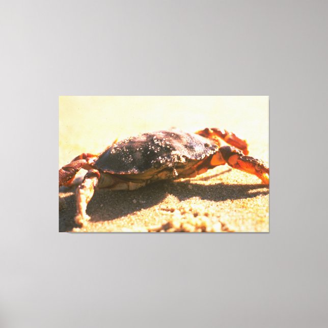 Crab on The Beach Photograph Canvas Print (Front)