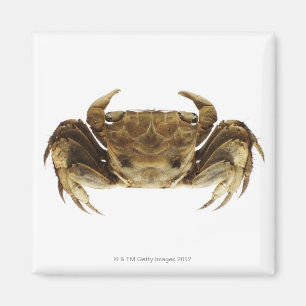 Crab on white background magnet