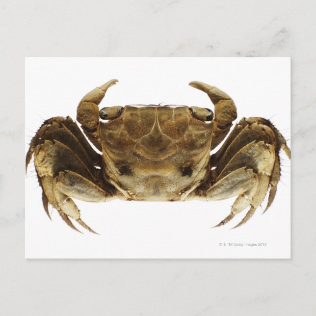 Crab on white background postcard (Front)