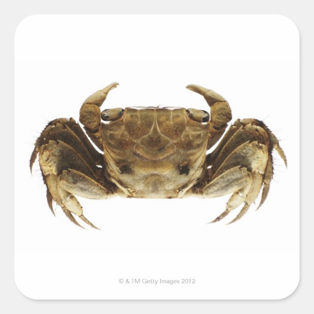 Crab on white background square sticker (Front)