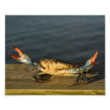 Crab on Wood 8x10 print