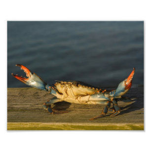 Crab on Wood 8x10 print