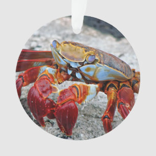 Crab photo ornament