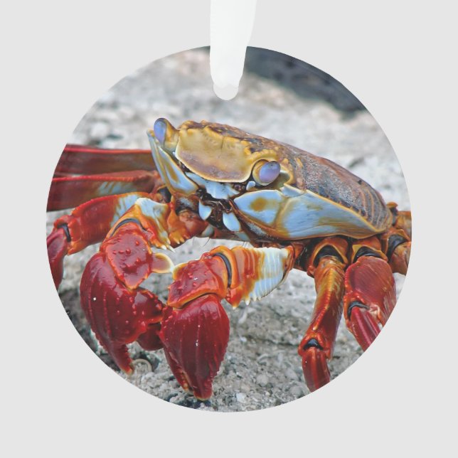 Crab photo ornament (Front)