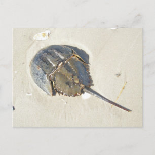 Crab Postcard