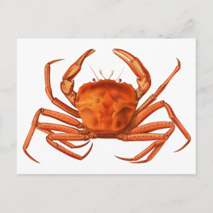 Crab Postcard - Antique Scientific Illustration
