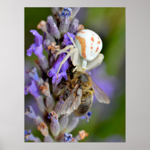 Crab spider eating bee foil holiday poster