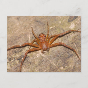Crab Spider. Postcard