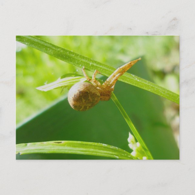 Crab Spider Thomisid Postcard (Front)