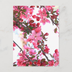 Crabapple Beauty Postcard