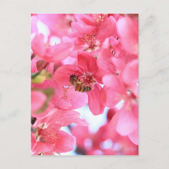 Crabapple Bees 2 Postcard (Front)
